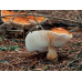 Мицелий Гриба-зонтика красного (Cystodermella cinnabarina)